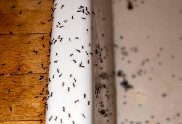Wasp Removal Services in Strathmore, NJ