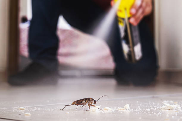 Best Spider Control Near Me  in Strathmore, NJ